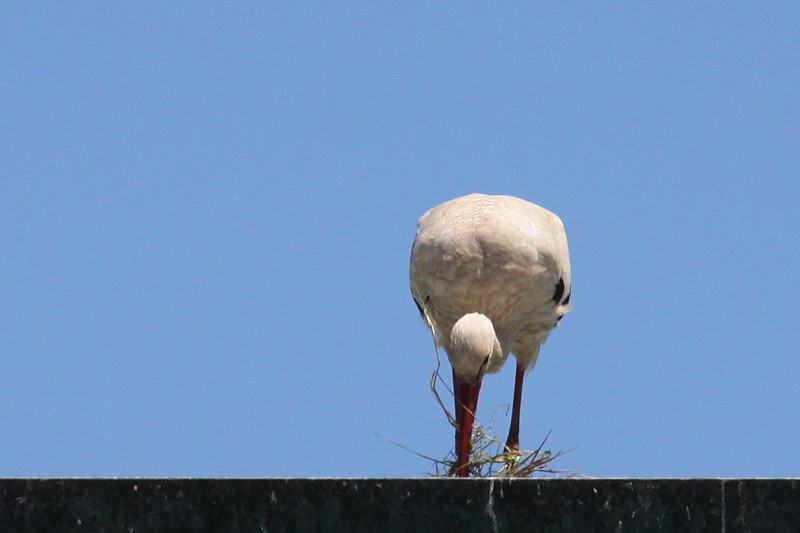 Weissstorch